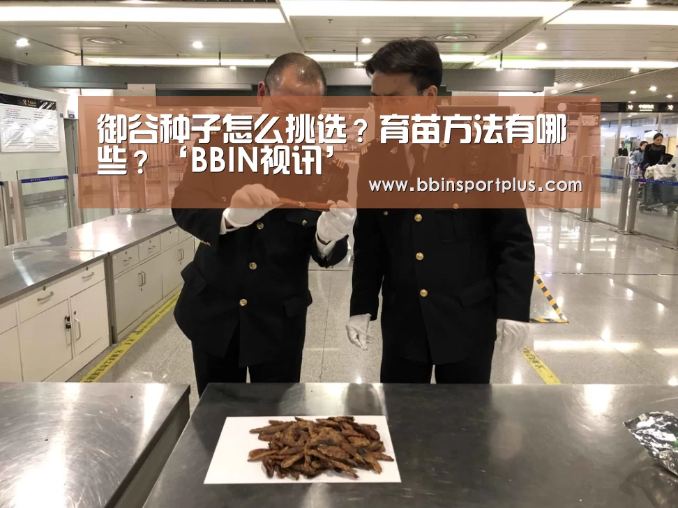 御谷种子怎么挑选?育苗方法有哪些?‘BBIN视讯’(图2) BBIN视讯